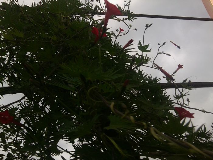 Fotografie7890 - talmes-balmes 2013