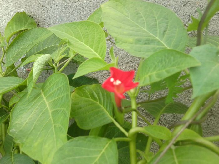 Fotografie7891 - talmes-balmes 2013