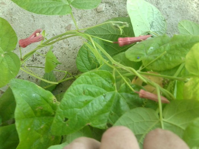 Fotografie7894 - talmes-balmes 2013