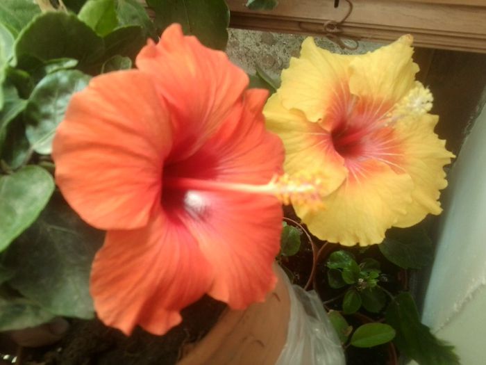 Fotografie8116 - talmes-balmes 2013