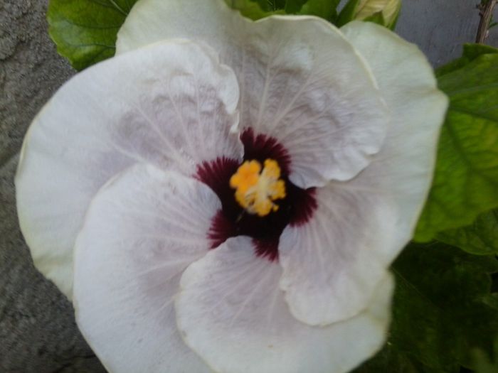 Fotografie4486 - talmes-balmes 2013