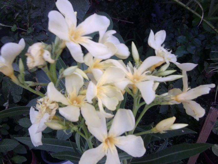 Fotografie4487 - talmes-balmes 2013