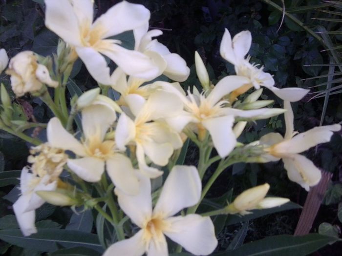 Fotografie4488 - talmes-balmes 2013