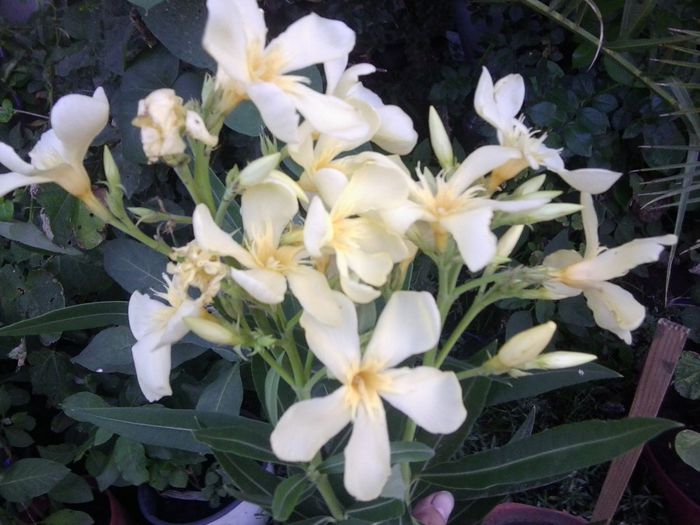 Fotografie4489 - talmes-balmes 2013