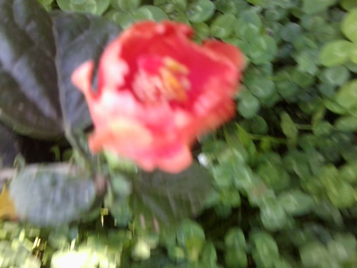 Fotografie4551 - talmes-balmes 2013