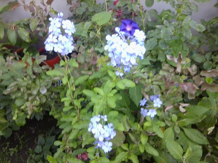 Fotografie4552 - talmes-balmes 2013