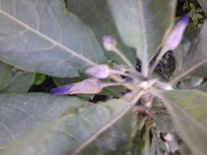 Fotografie4557 - talmes-balmes 2013