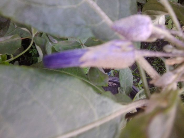 Fotografie4558 - talmes-balmes 2013