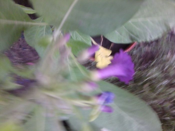 Fotografie4559 - talmes-balmes 2013