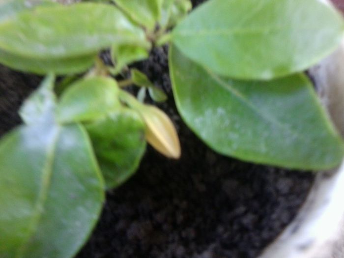 Fotografie4560 - talmes-balmes 2013