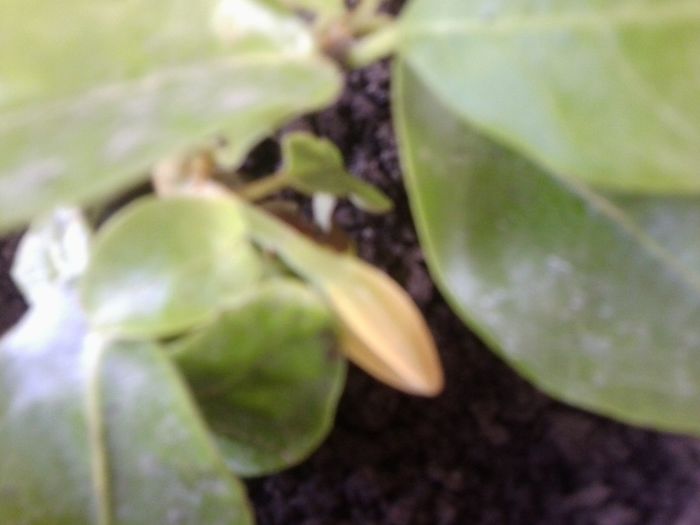 Fotografie4561 - talmes-balmes 2013