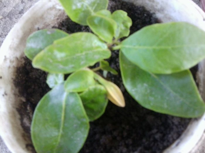 Fotografie4562 - talmes-balmes 2013