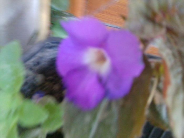 Fotografie4563 - talmes-balmes 2013