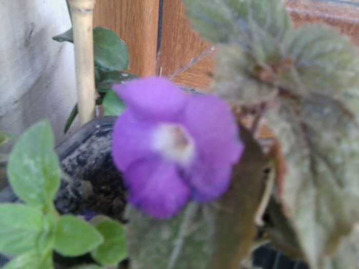 Fotografie4564 - talmes-balmes 2013