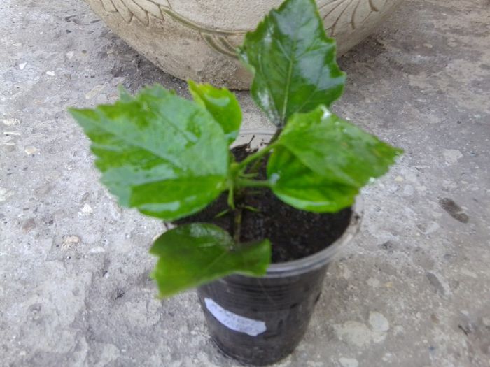 Fotografie4565 - talmes-balmes 2013