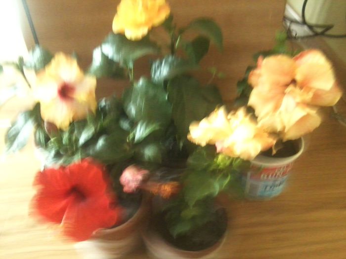 Fotografie7954 - talmes-balmes 2013