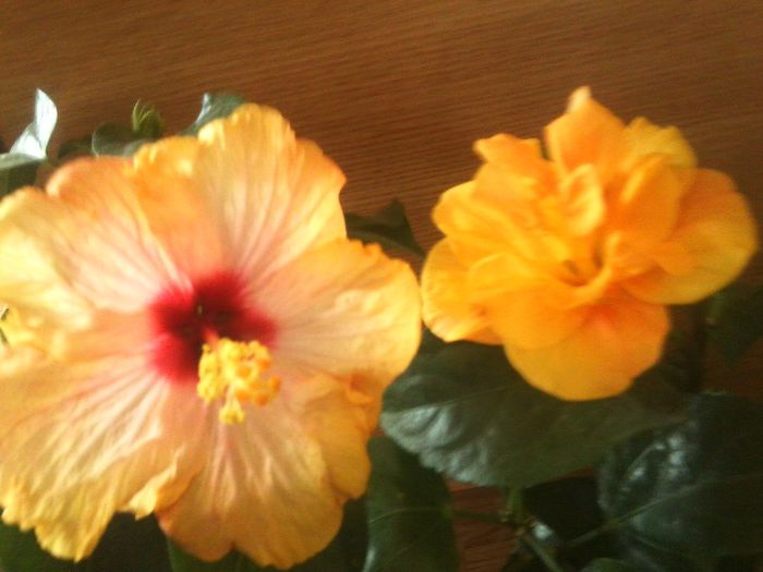 Fotografie7963 - talmes-balmes 2013