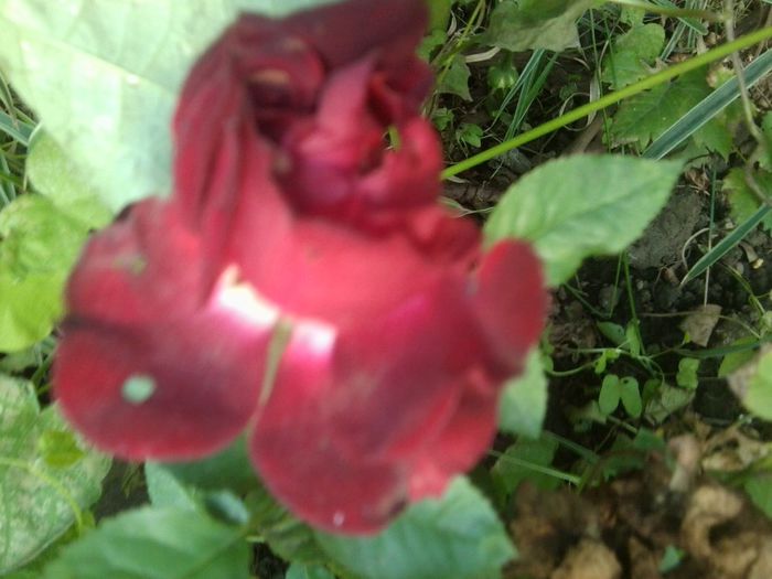 Fotografie8160 - talmes-balmes 2013