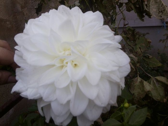 Fotografie8183 - talmes-balmes 2013