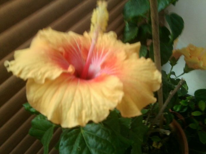 Fotografie8191 - talmes-balmes 2013