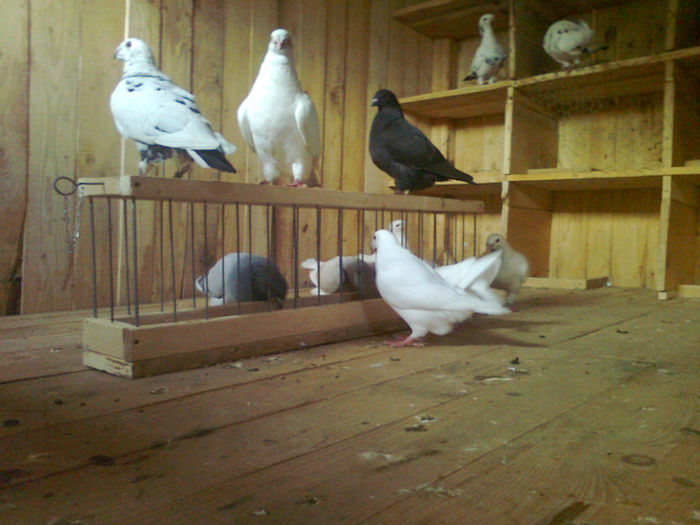 LA MASA - Porumbei americani achizitionati in 2013