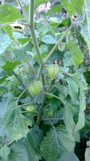 WP_20130922_091 - Physalis comestibil