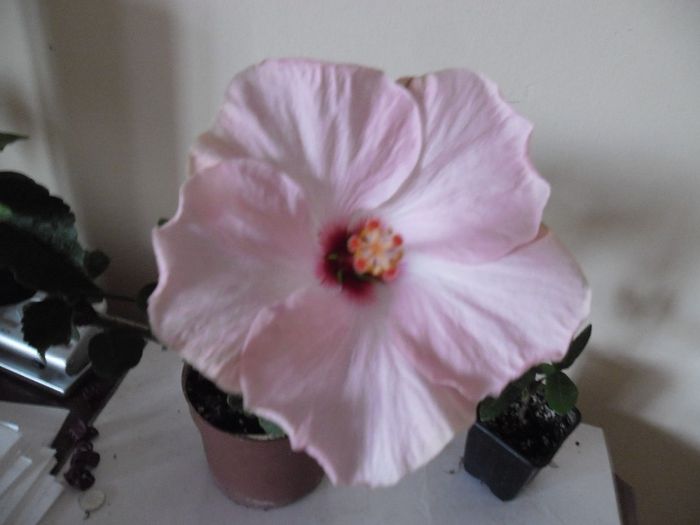 Stolen Kiss (toamna) - Hibiscus 2013-3