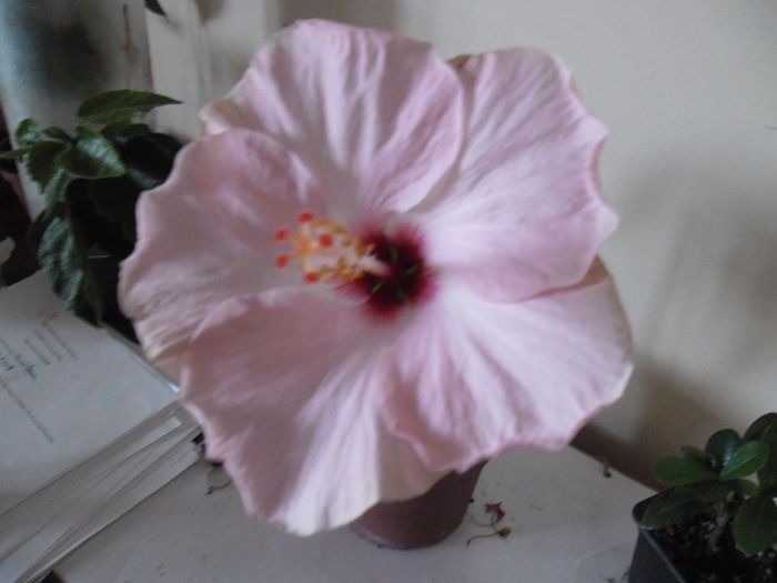 Stolen Kiss (toamna) - Hibiscus 2013-3