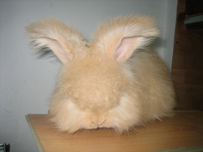 Angora Englez