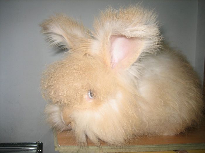 Angora Englez