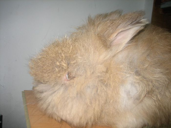 Angora Englez