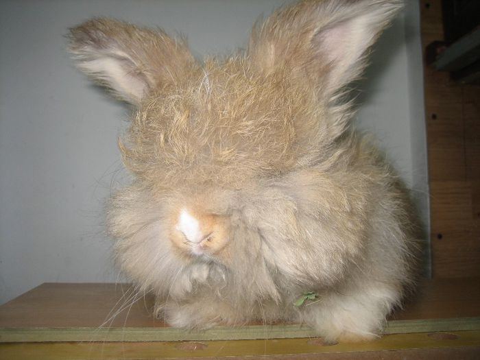 Angora Englez