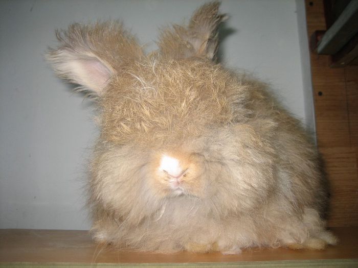 Angora Englez