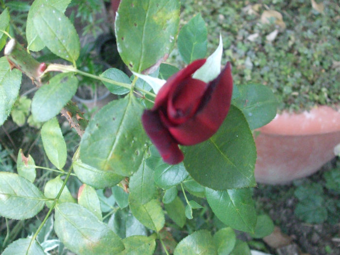 Madame Delbard