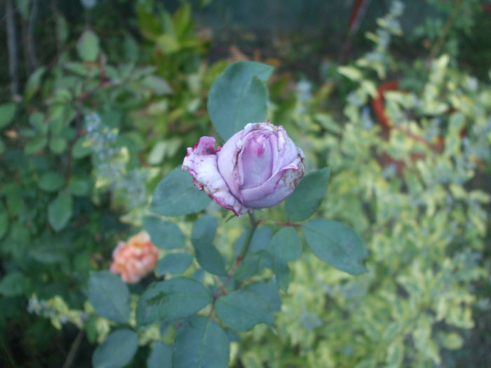 Mamie Blue