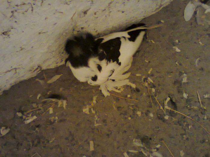 Photo0188 - tobosari de buhara