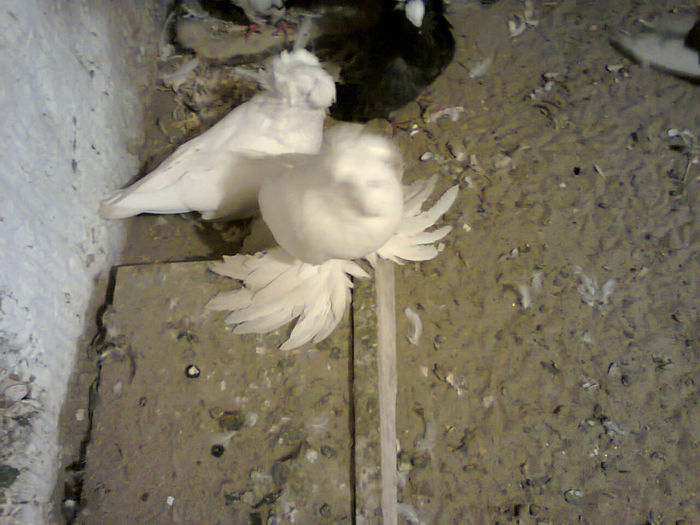 Photo0189 - tobosari de buhara