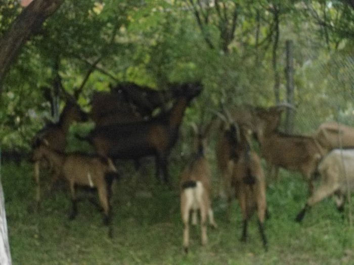 DSC01383 - capre alpine franceze