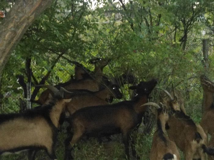 DSC01384 - capre alpine franceze