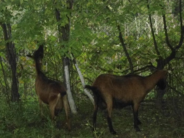 DSC01385 - capre alpine franceze