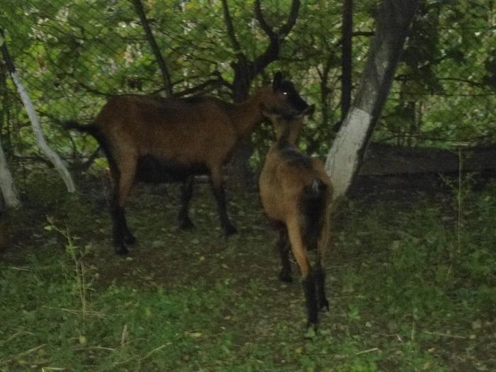 DSC01386 - capre alpine franceze