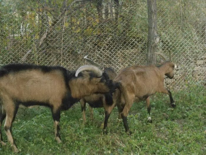 DSC01387 - capre alpine franceze