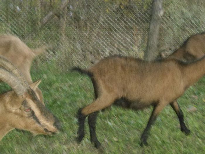 DSC01393 - capre alpine franceze