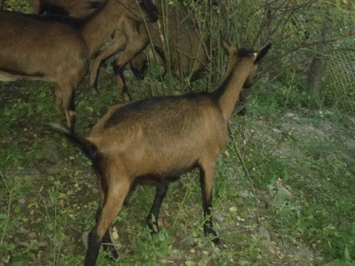 DSC01394 - capre alpine franceze