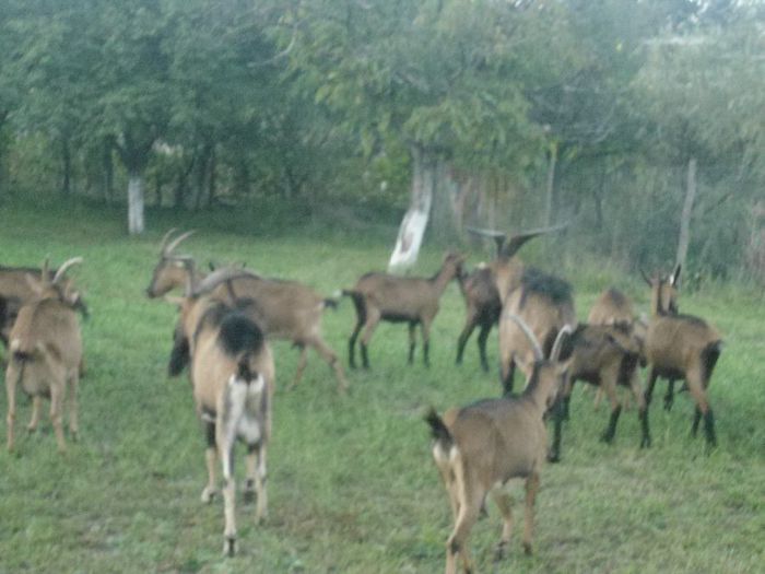 DSC01396 - capre alpine franceze