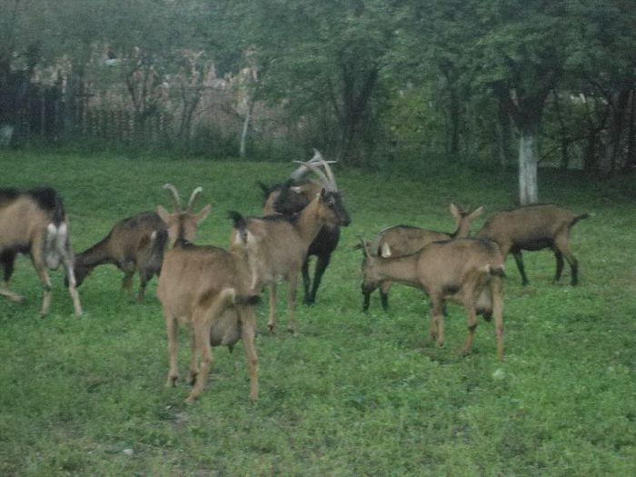 DSC01398 - capre alpine franceze