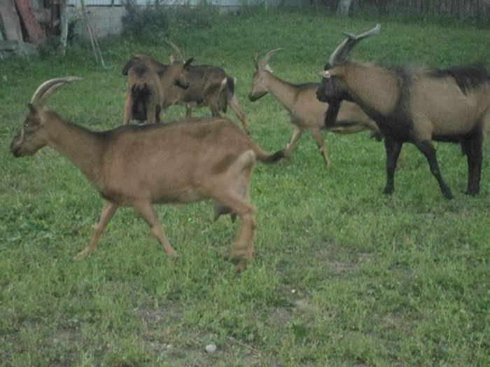 DSC01399 - capre alpine franceze