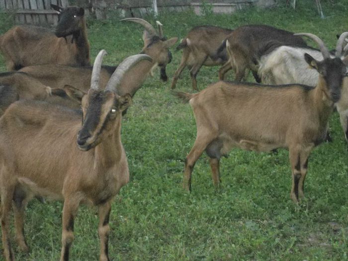 DSC01401 - capre alpine franceze