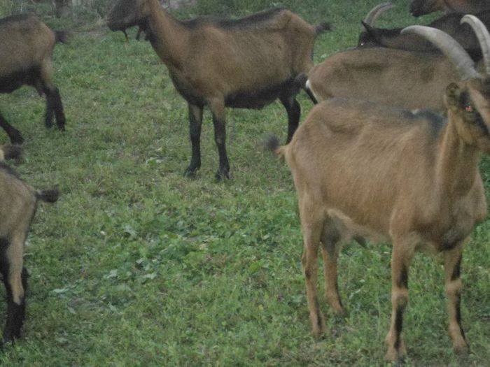 DSC01402 - capre alpine franceze