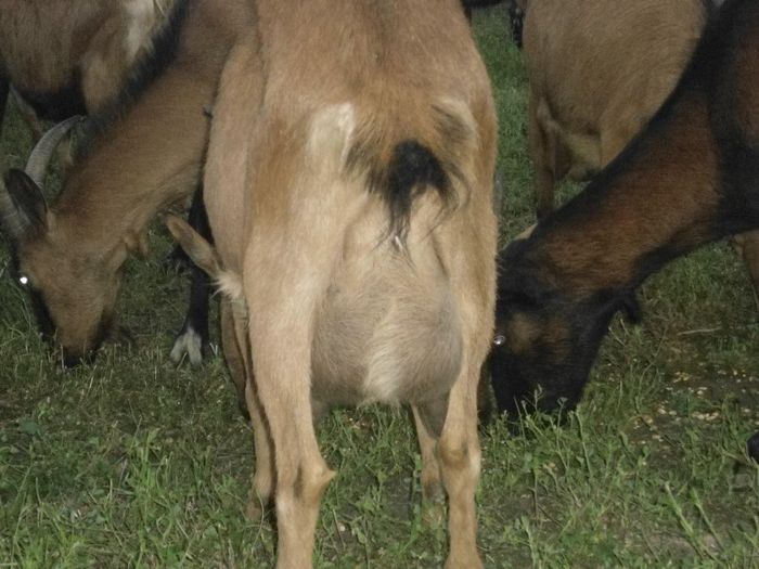 DSC01418 - capre alpine franceze